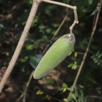 Gongronemopsis tenacissima (Roxb.) S.Reuss, Liede & Meve